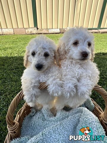 Purebred Miniature Poodles Ready Now