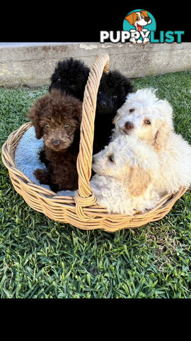 Purebred Miniature Poodles Ready Now