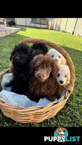 Purebred Miniature Poodles Ready Now