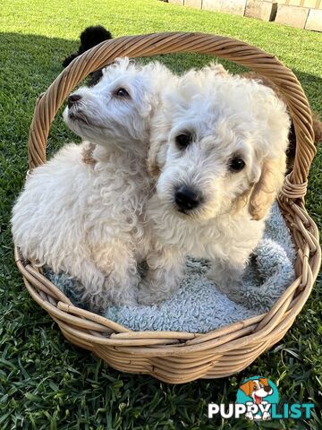 Purebred Miniature Poodles Ready Now