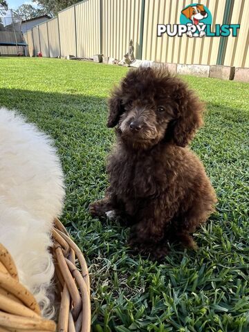 Purebred Miniature Poodles Ready Now