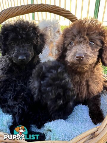 Purebred Miniature Poodles Ready Now