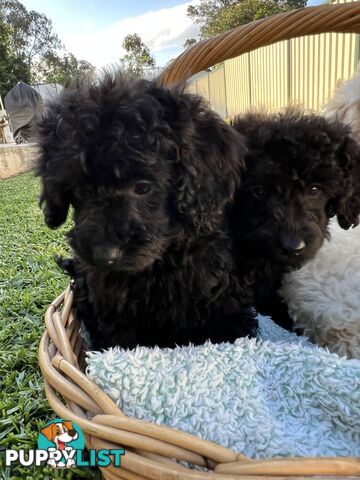 Purebred Miniature Poodles Ready Now