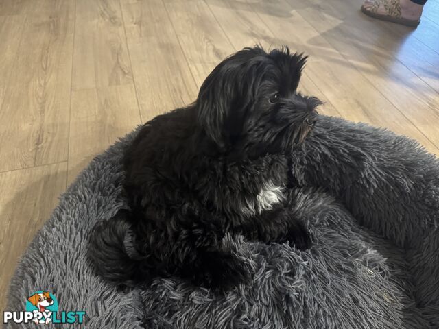 Female Maltese x Shih Tzu