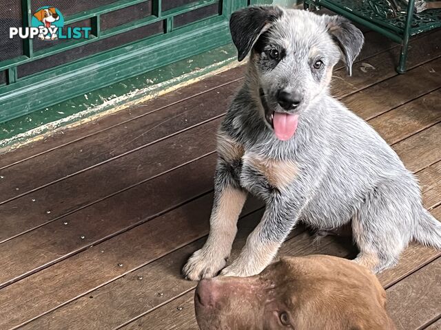 Australian Cattle dog male puppy!  Last one!