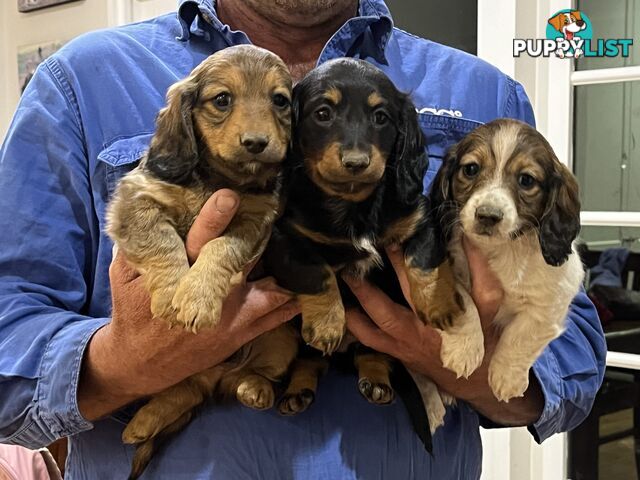 Purebred long haired miniature dachshunds