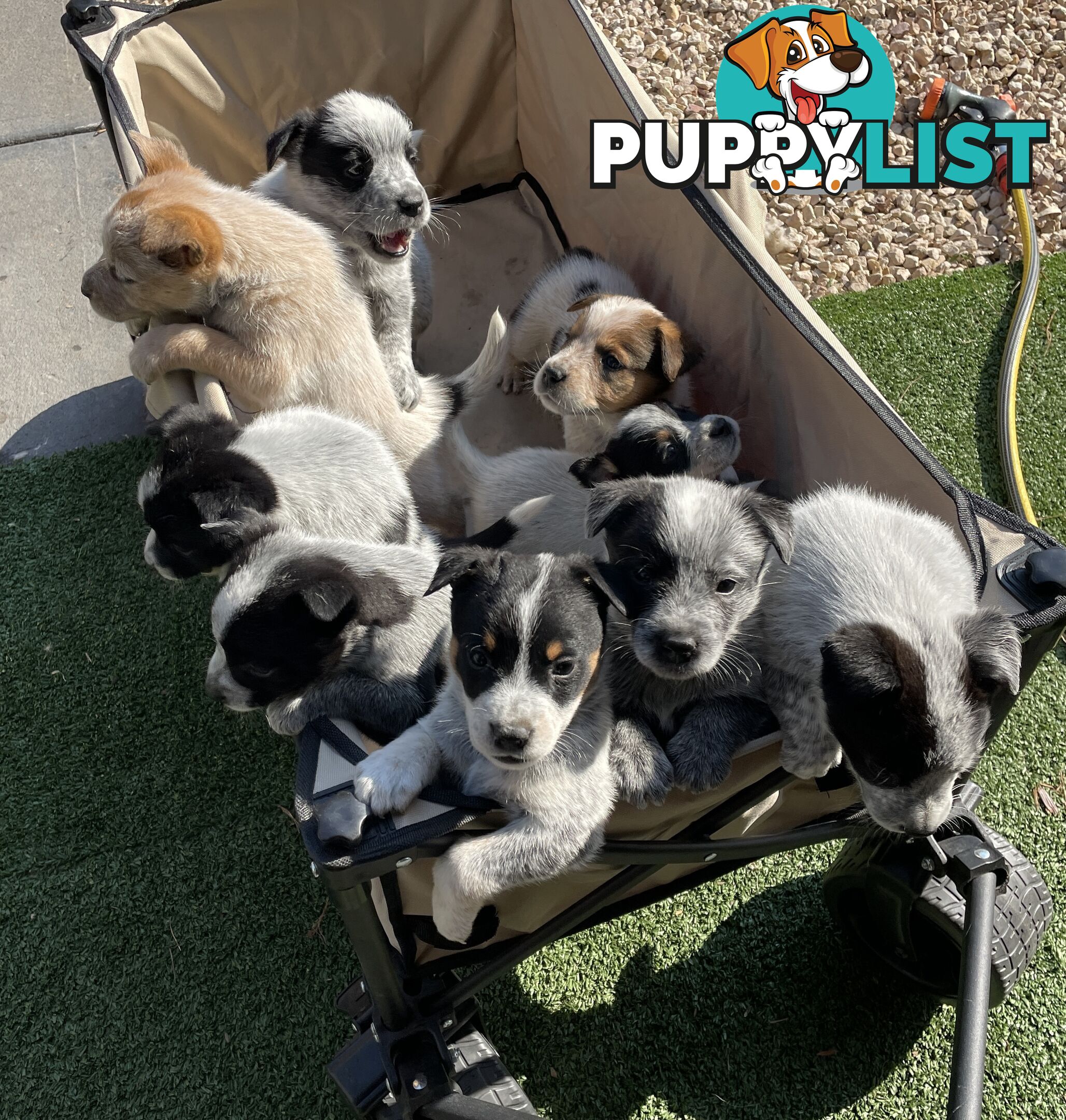 7 Pure bred Australian cattle dog puppies for sale