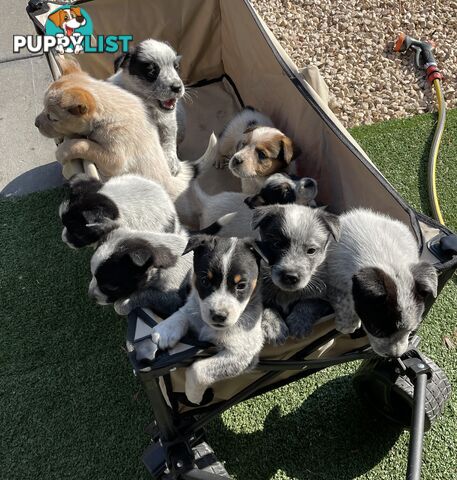 7 Pure bred Australian cattle dog puppies for sale