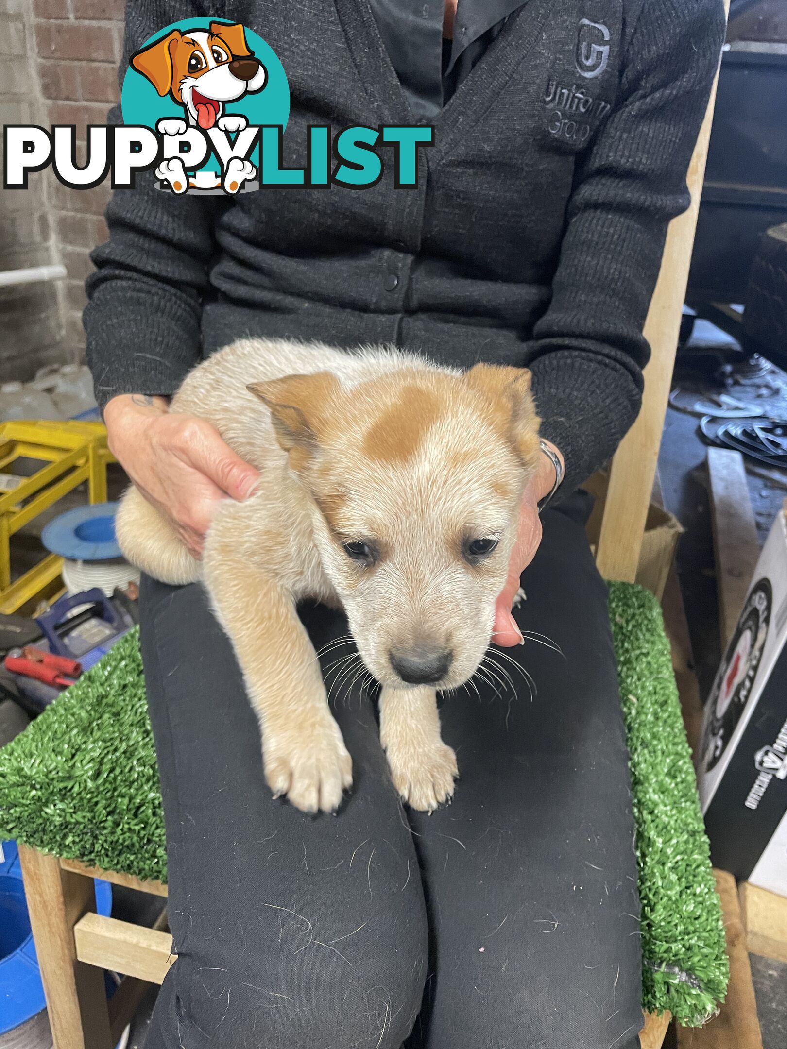 7 Pure bred Australian cattle dog puppies for sale