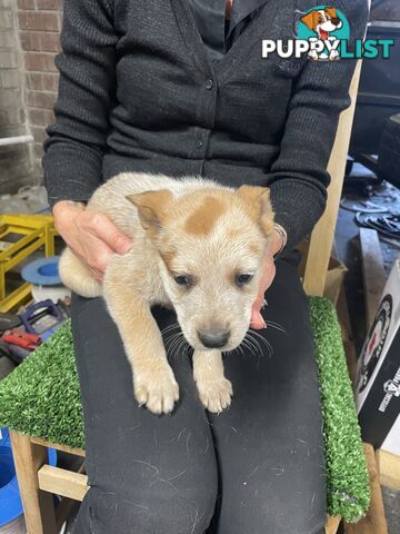 7 Pure bred Australian cattle dog puppies for sale
