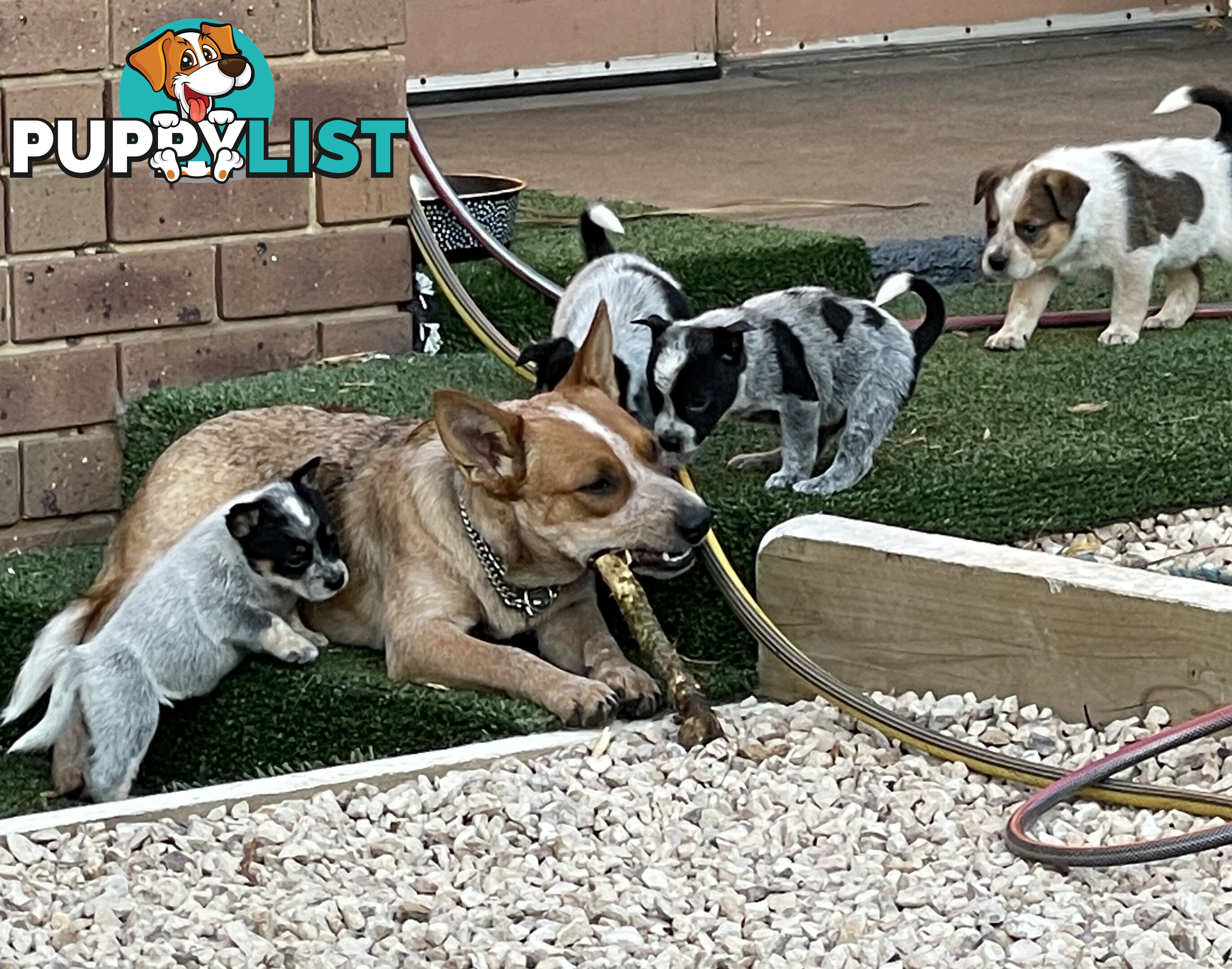7 Pure bred Australian cattle dog puppies for sale