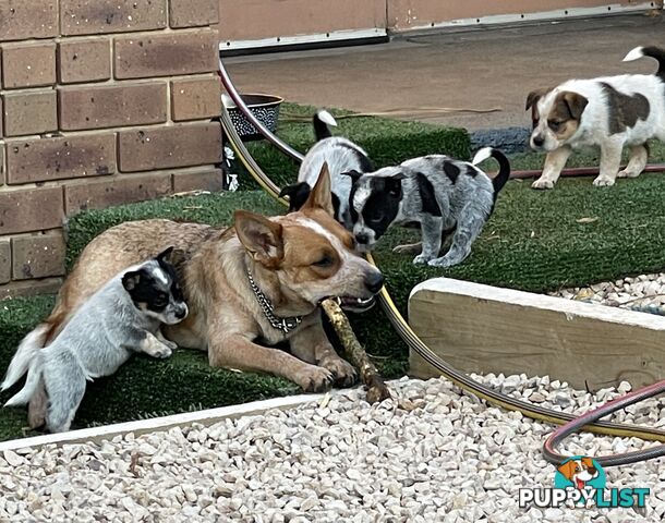 7 Pure bred Australian cattle dog puppies for sale