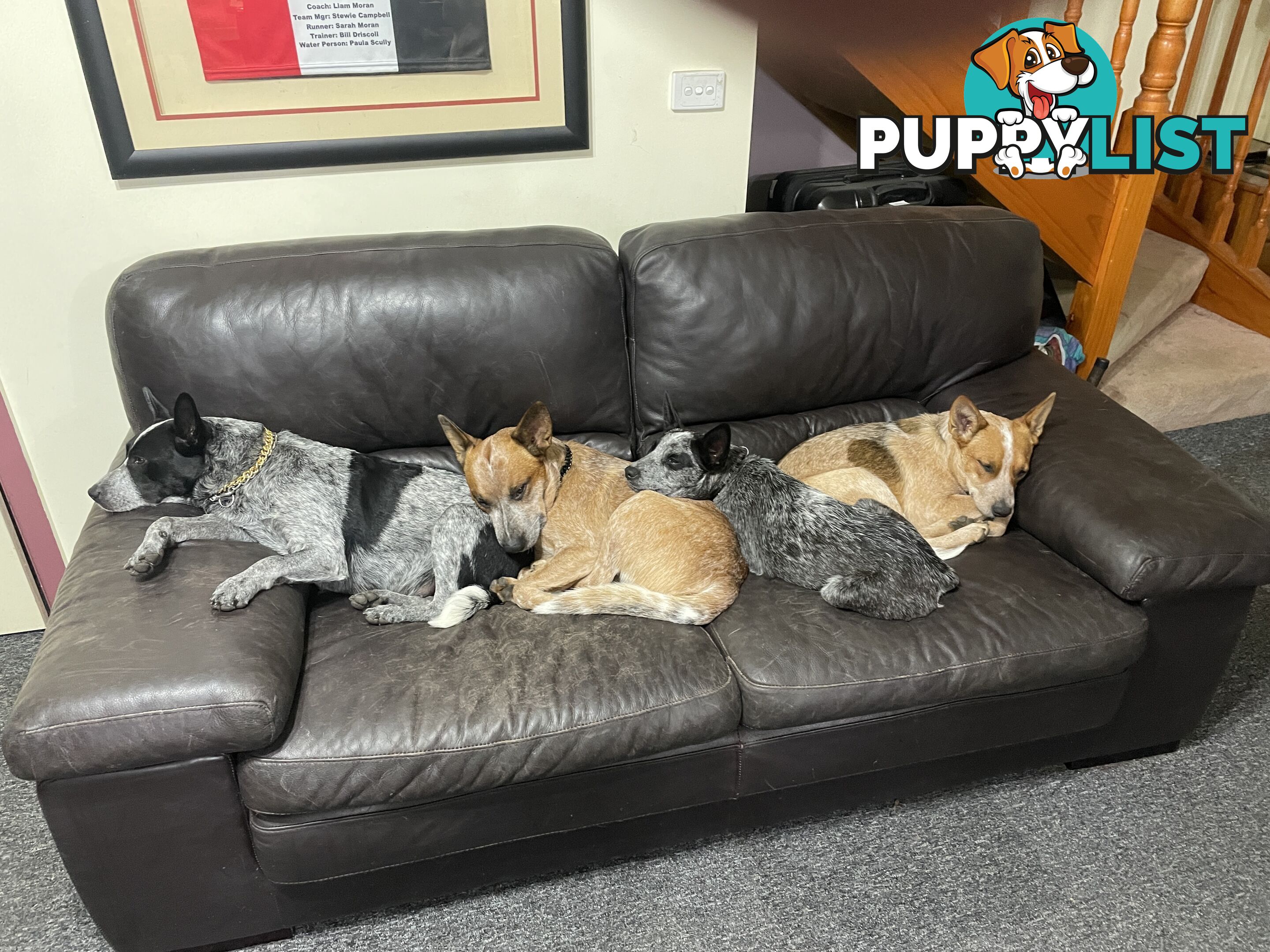 7 Pure bred Australian cattle dog puppies for sale