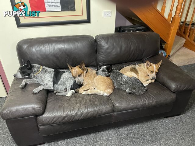 7 Pure bred Australian cattle dog puppies for sale