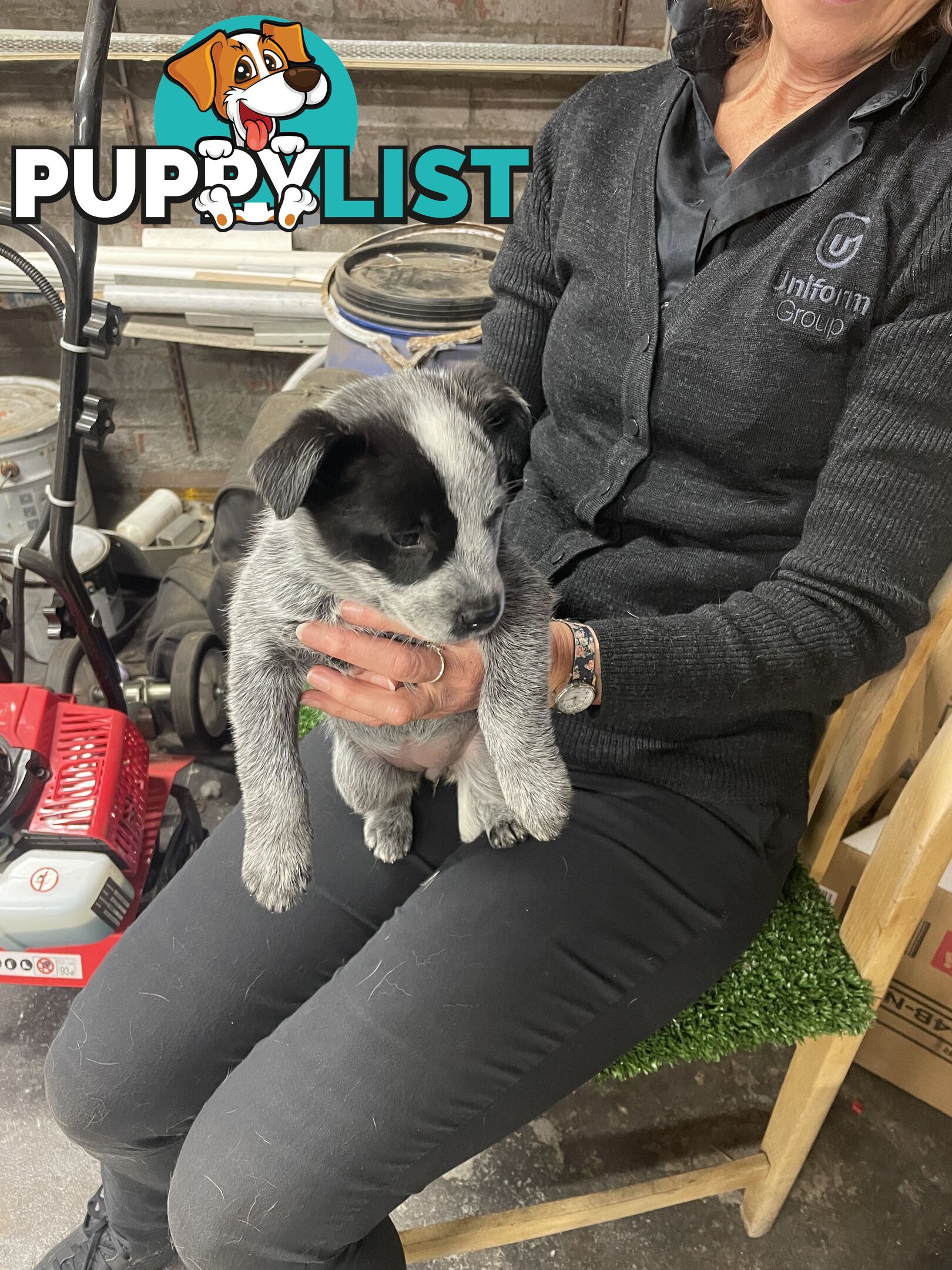 7 Pure bred Australian cattle dog puppies for sale