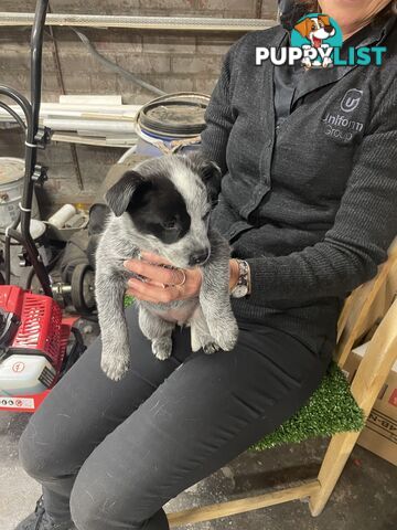 7 Pure bred Australian cattle dog puppies for sale