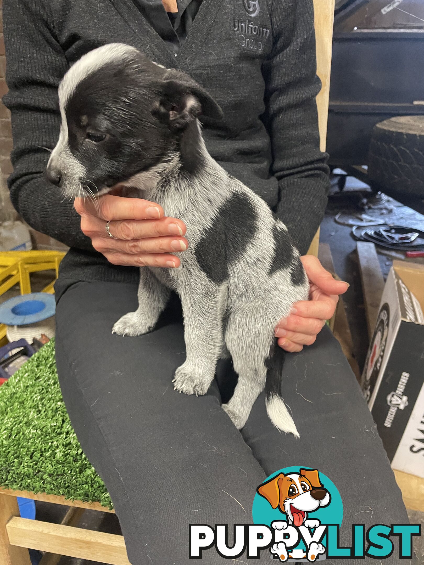 7 Pure bred Australian cattle dog puppies for sale