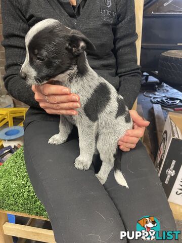 7 Pure bred Australian cattle dog puppies for sale
