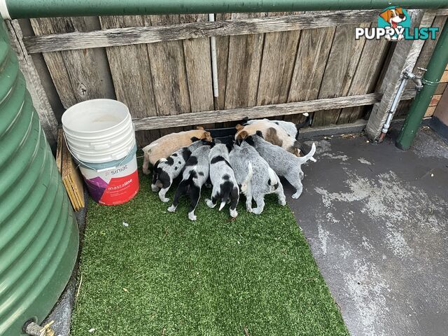 7 Pure bred Australian cattle dog puppies for sale