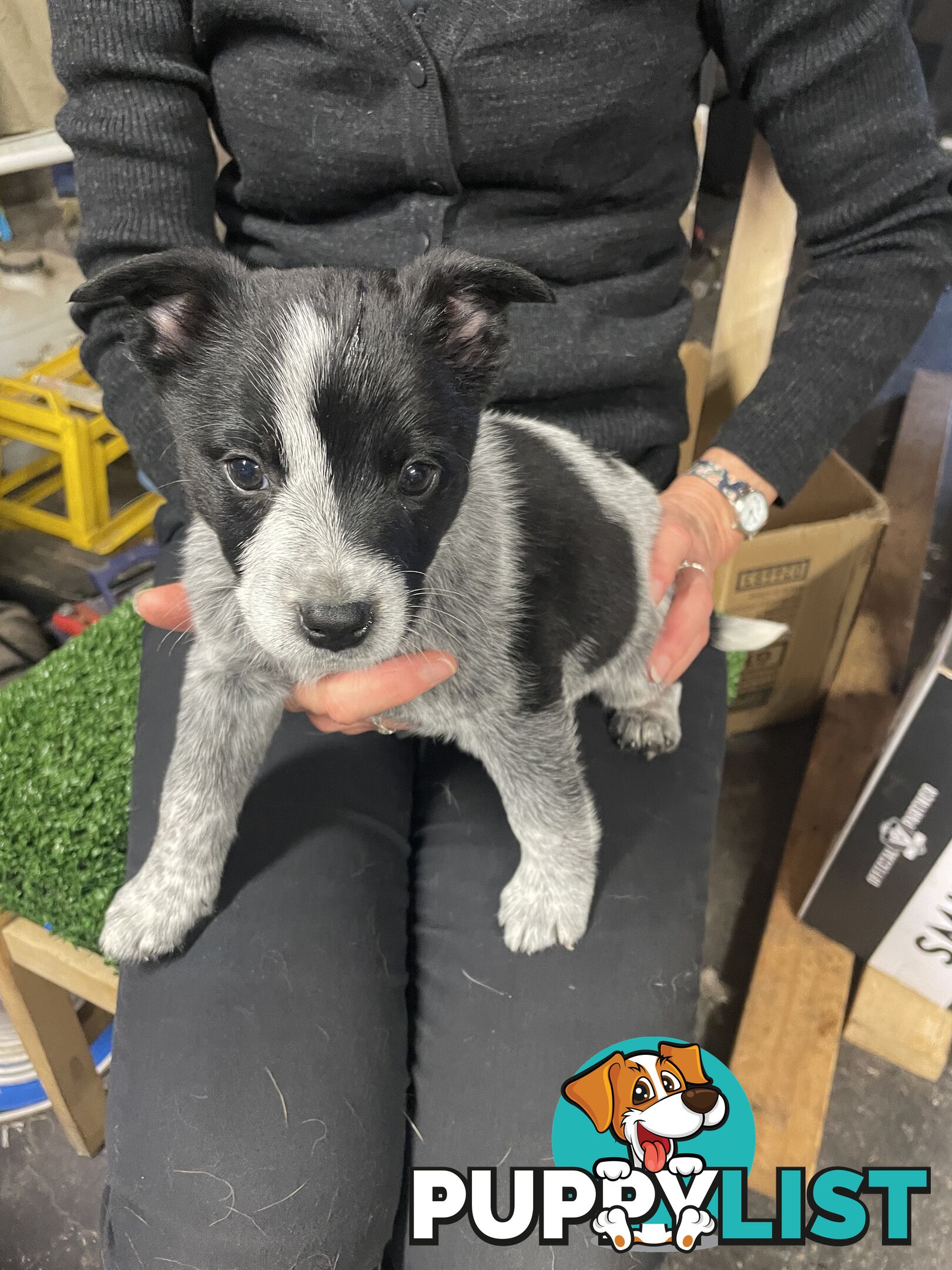 7 Pure bred Australian cattle dog puppies for sale