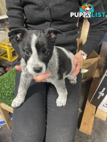 7 Pure bred Australian cattle dog puppies for sale