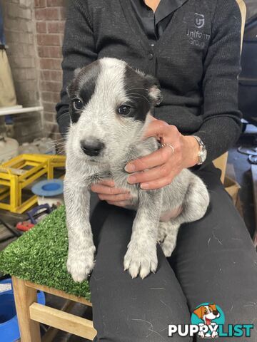 7 Pure bred Australian cattle dog puppies for sale