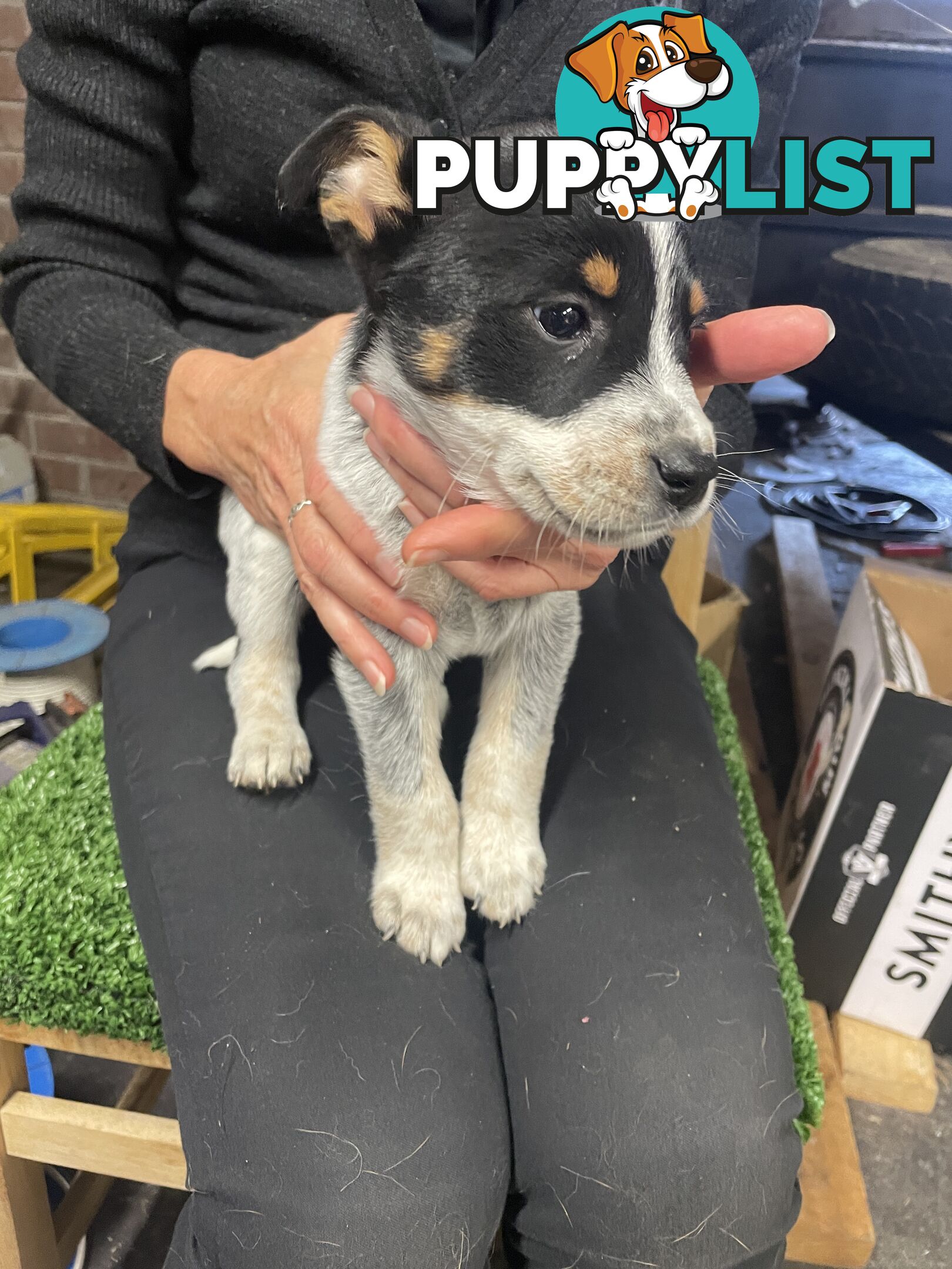 7 Pure bred Australian cattle dog puppies for sale