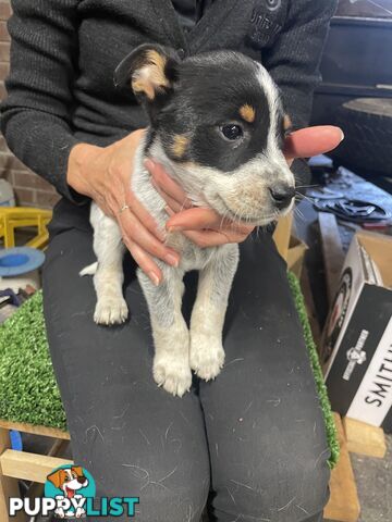 7 Pure bred Australian cattle dog puppies for sale