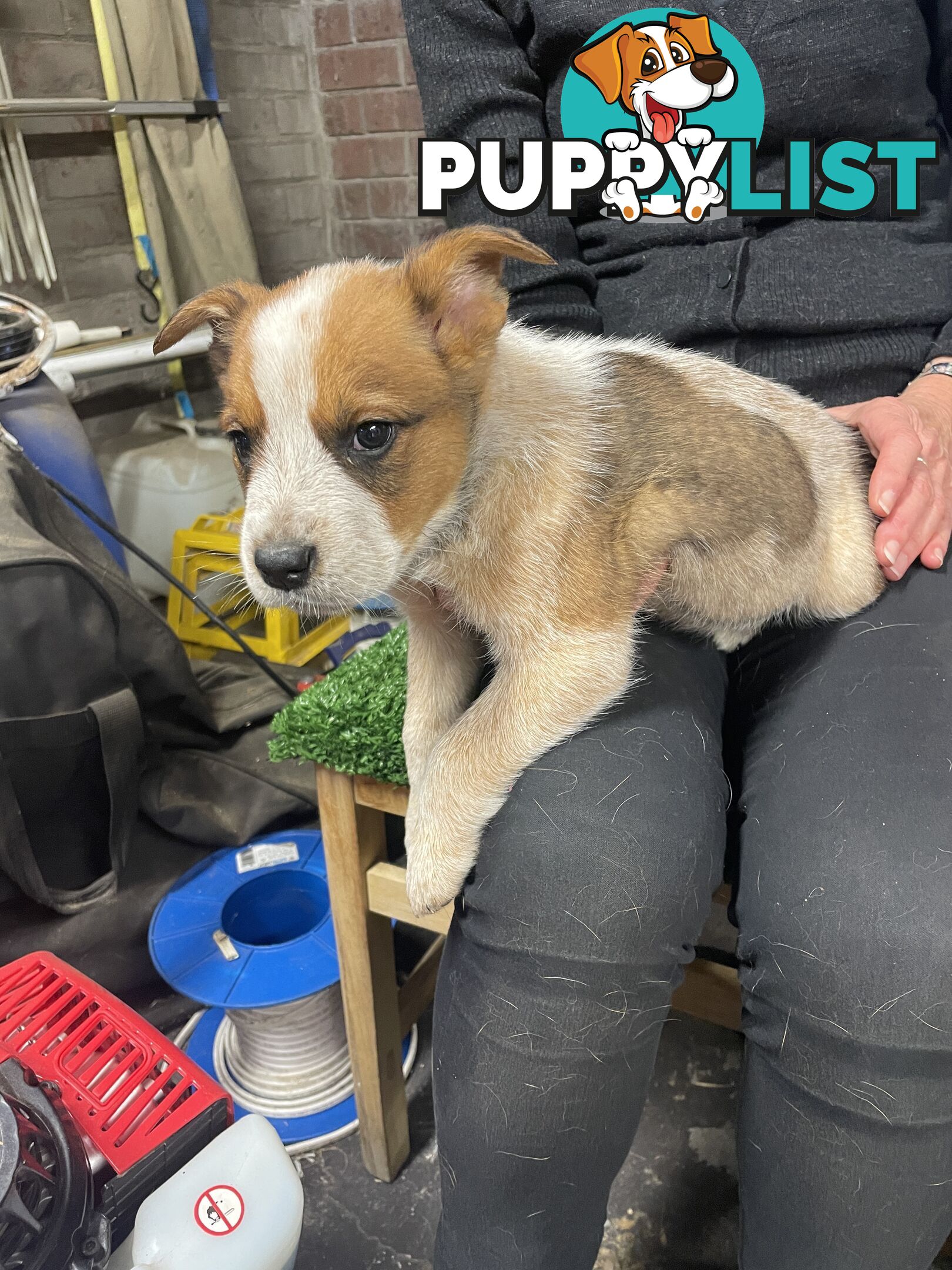 7 Pure bred Australian cattle dog puppies for sale