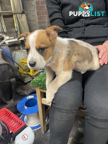 7 Pure bred Australian cattle dog puppies for sale