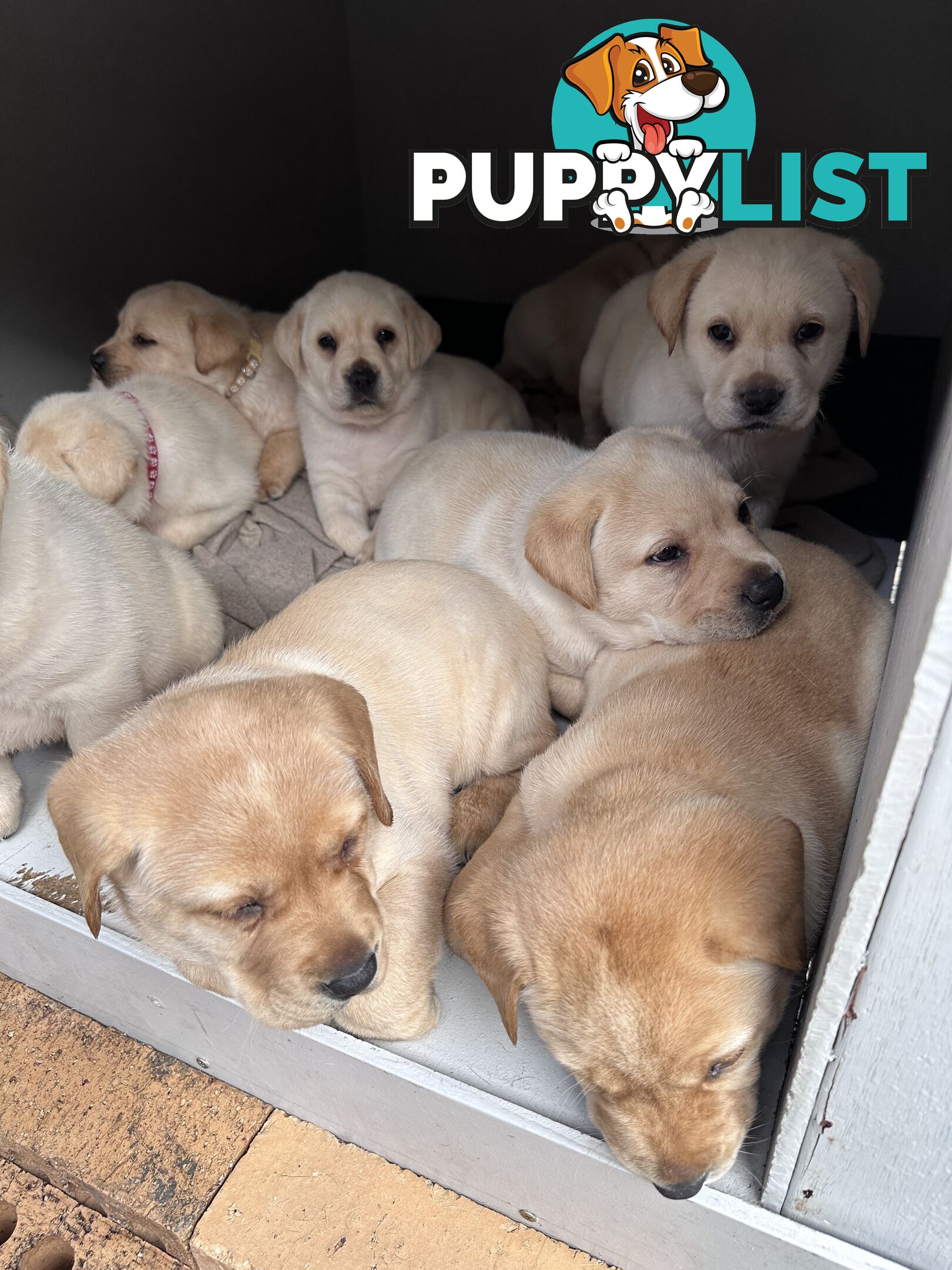 Labrador retrievers pure breed puppies