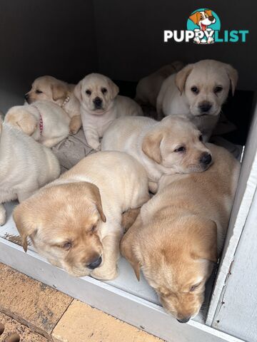 Labrador retrievers pure breed puppies