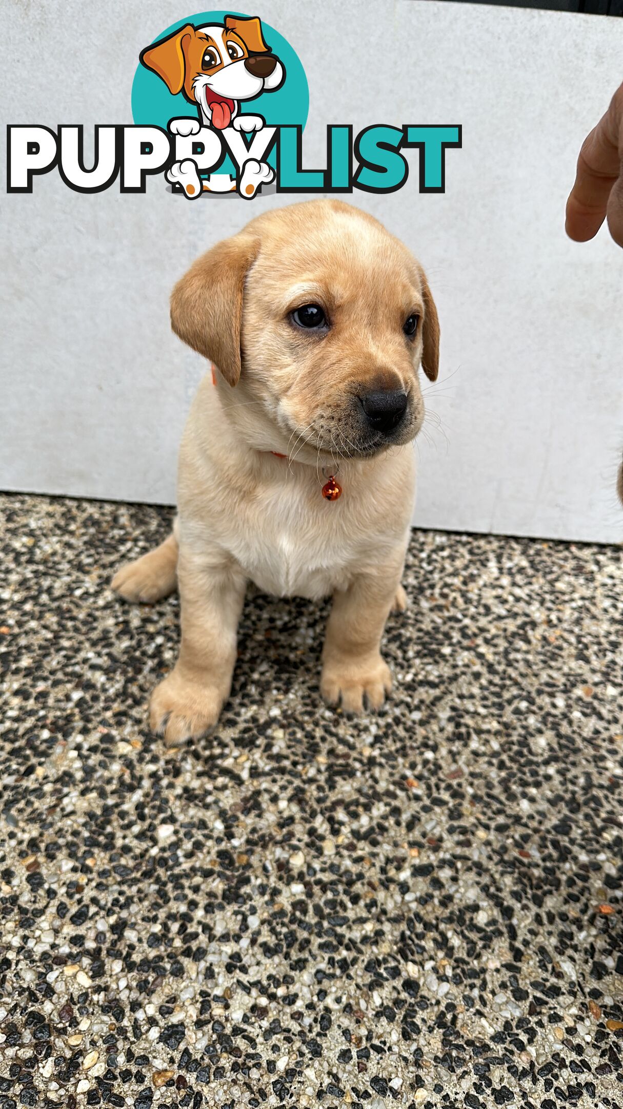 Labrador retrievers pure breed puppies