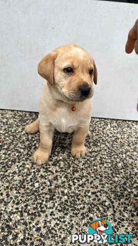 Labrador retrievers pure breed puppies