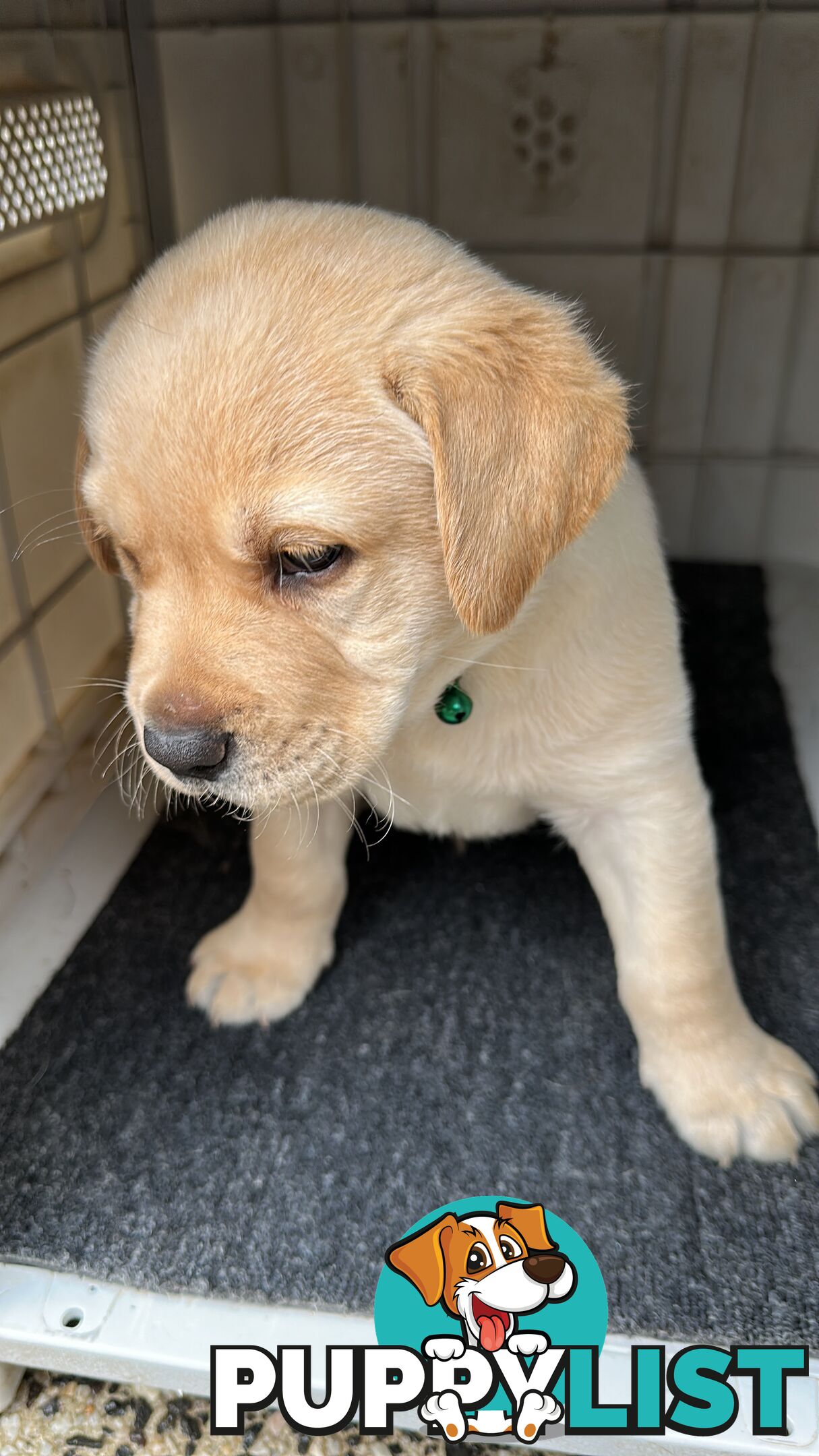 Labrador retrievers pure breed puppies