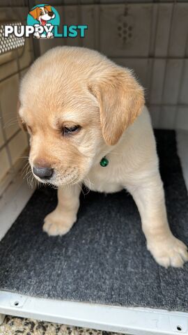Labrador retrievers pure breed puppies