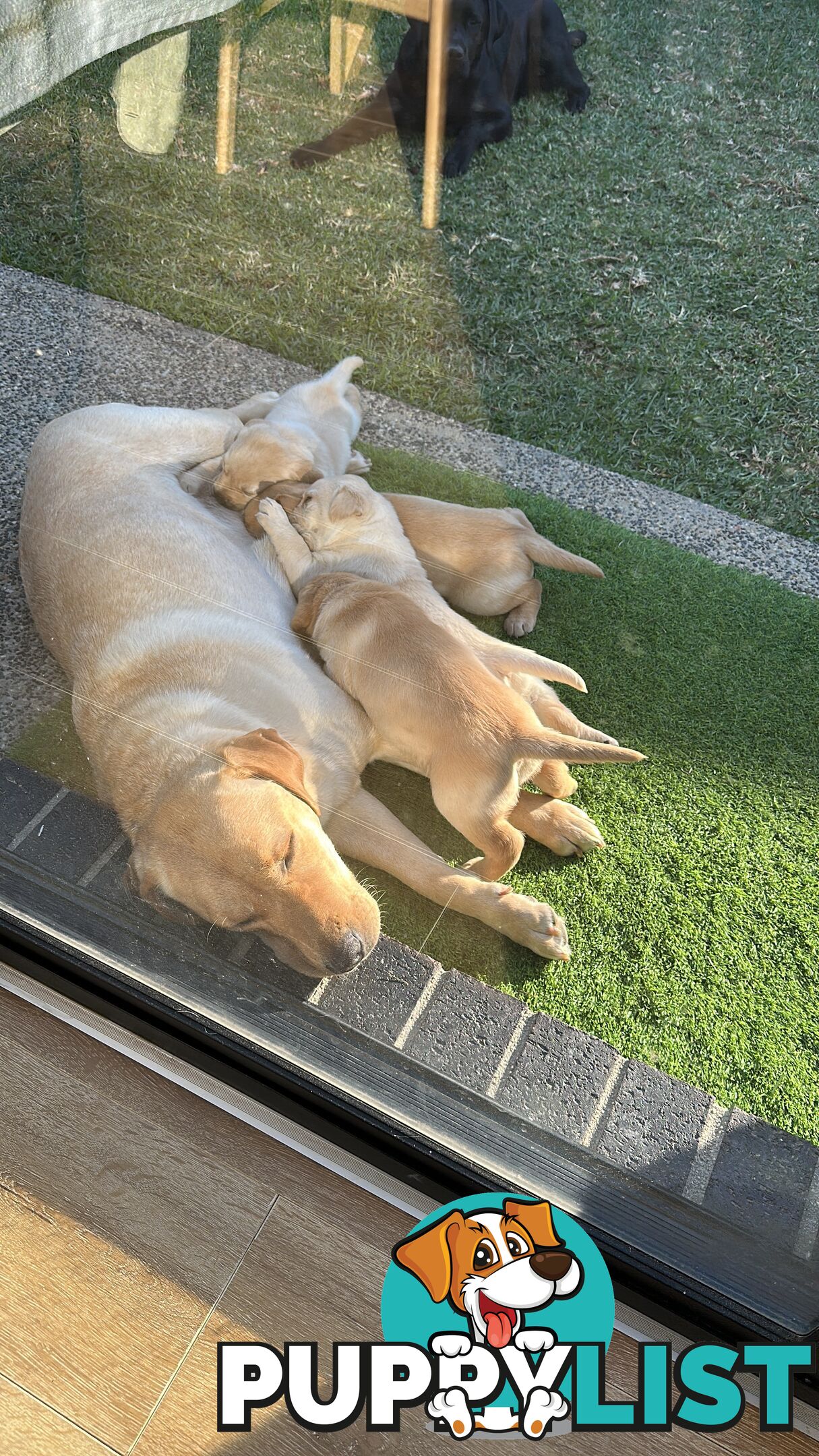 Labrador retrievers pure breed puppies