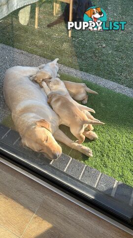 Labrador retrievers pure breed puppies