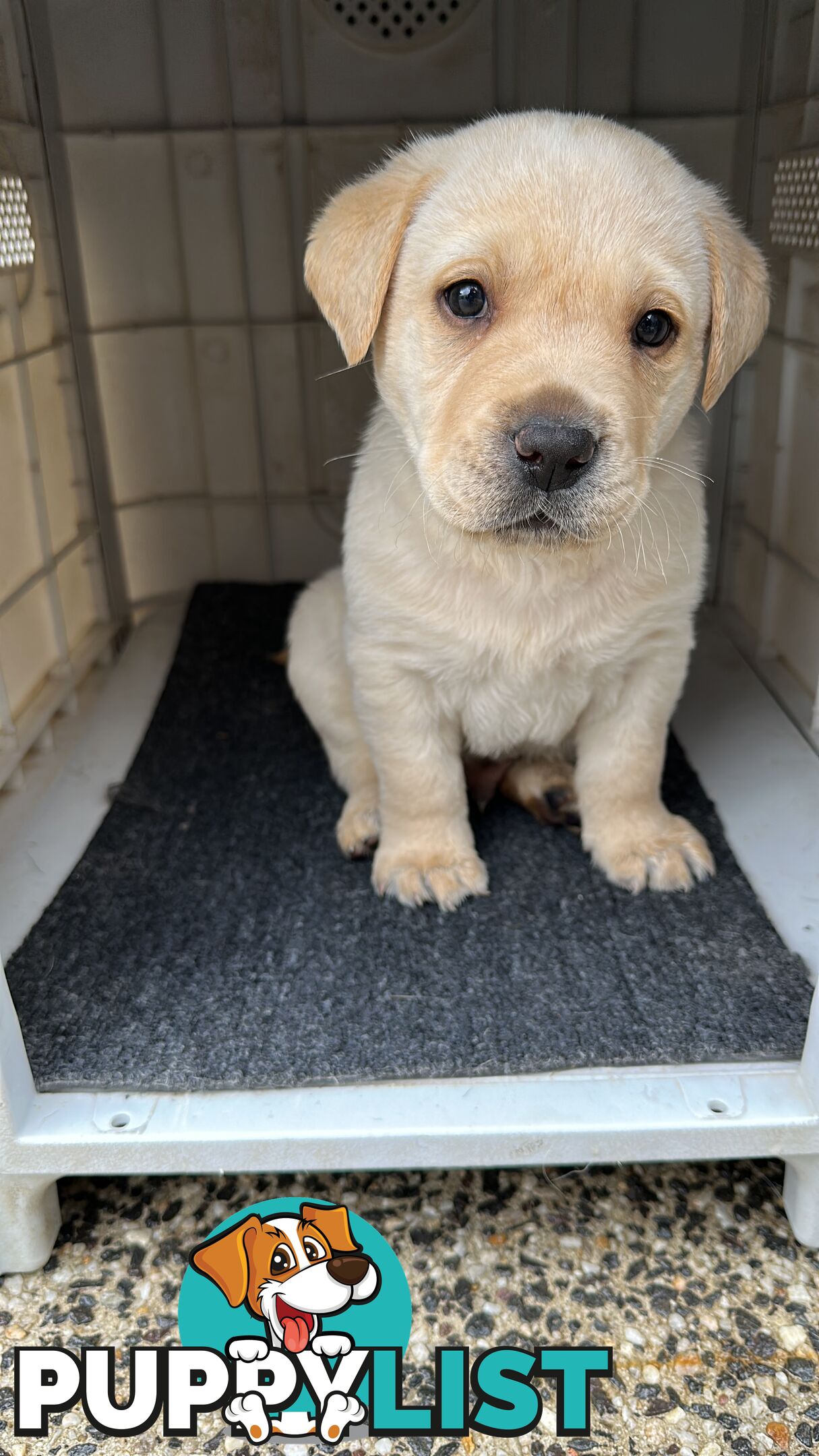 Labrador retrievers pure breed puppies