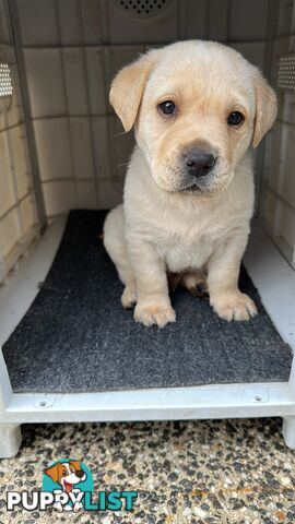 Labrador retrievers pure breed puppies