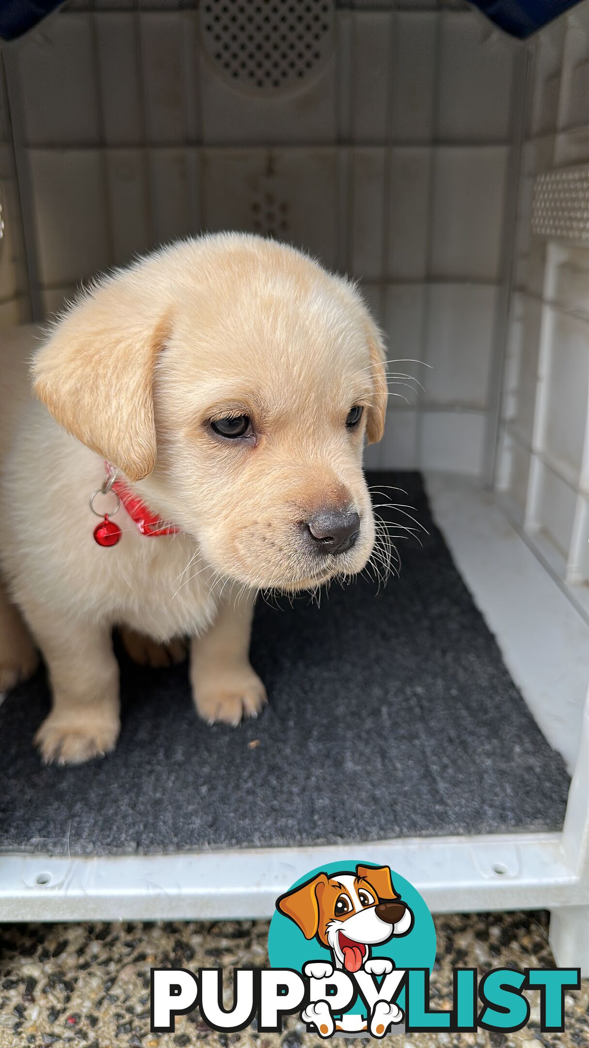 Labrador retrievers pure breed puppies