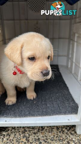 Labrador retrievers pure breed puppies
