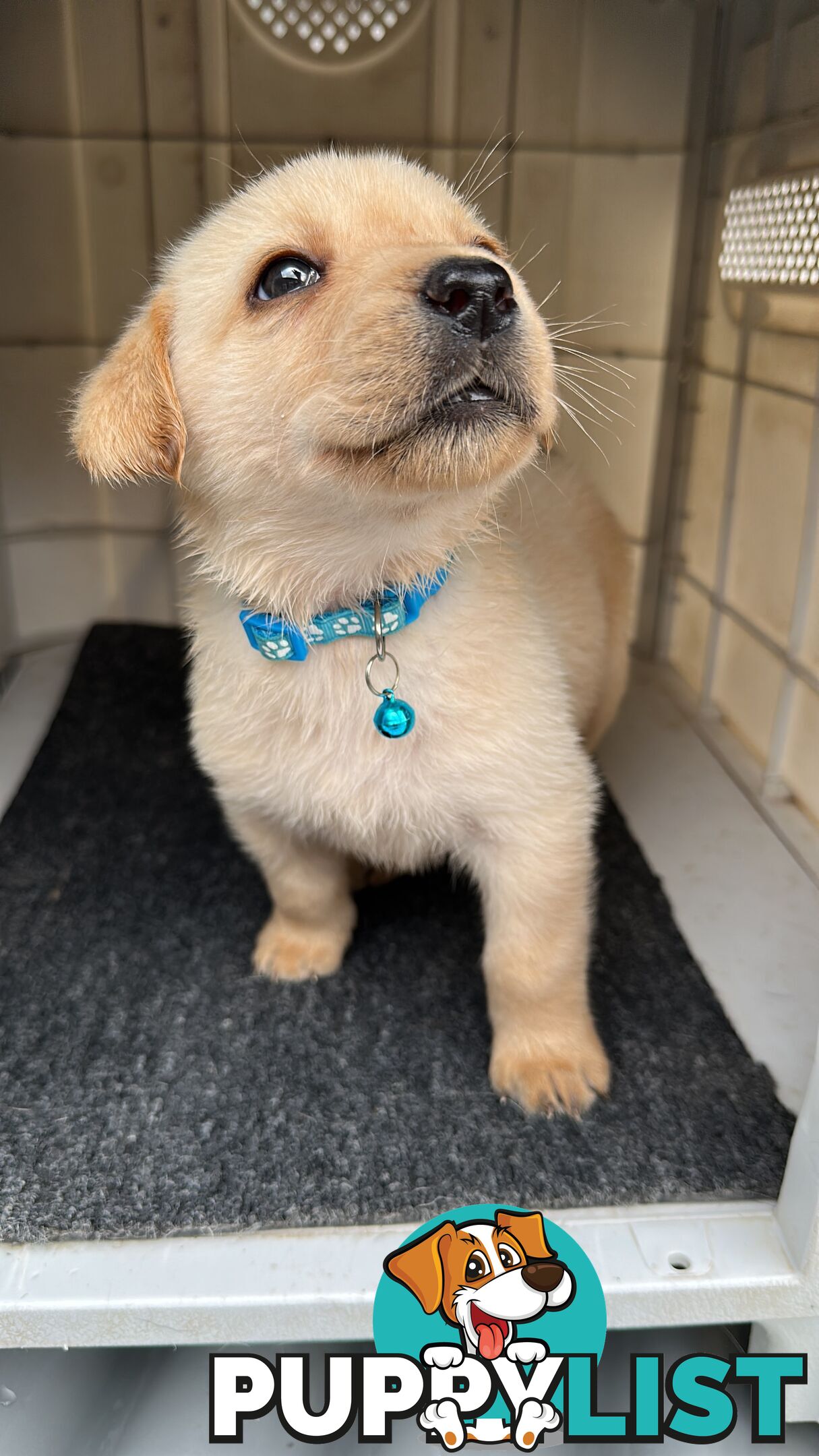 Labrador retrievers pure breed puppies