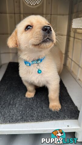 Labrador retrievers pure breed puppies