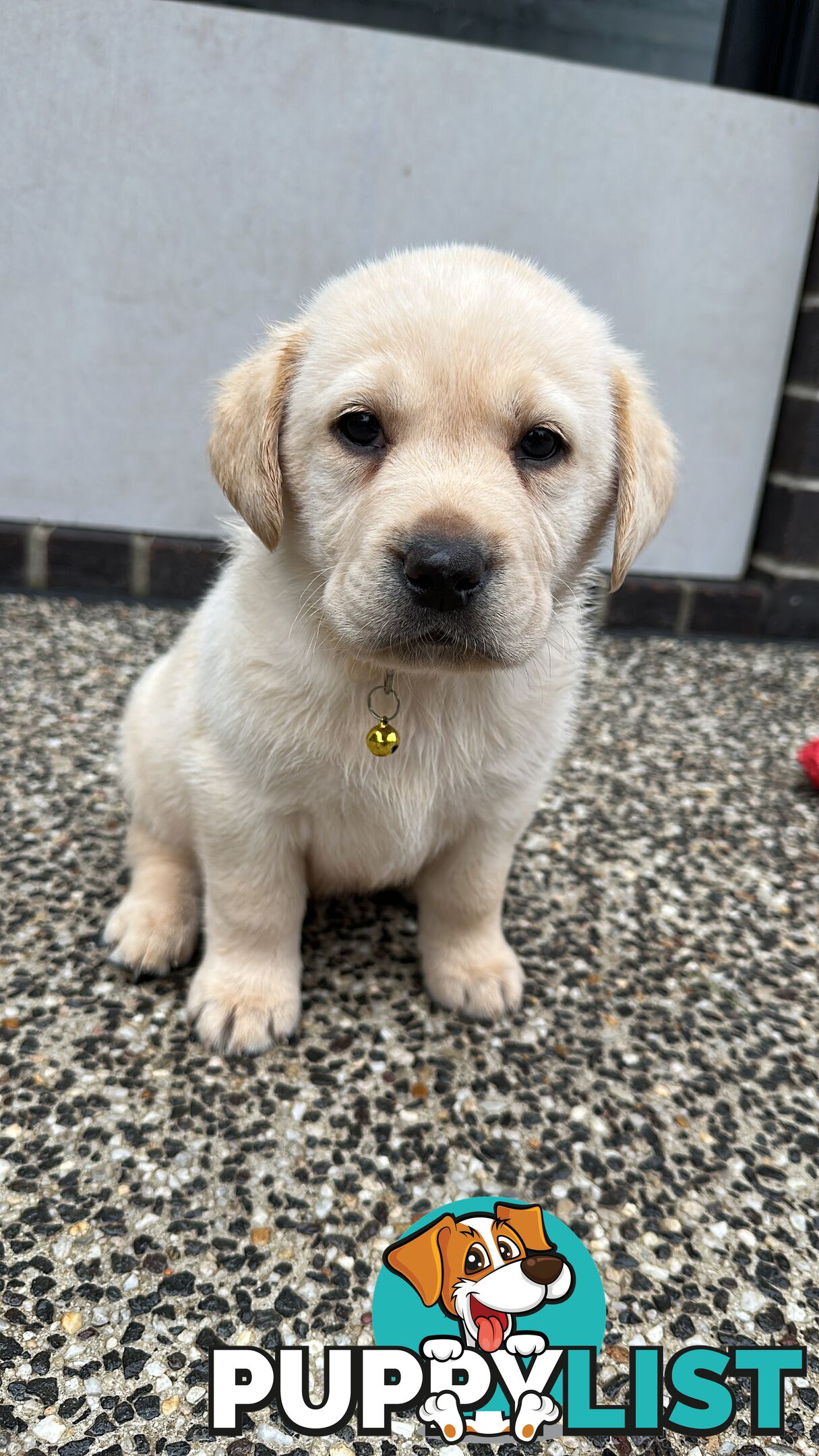 Labrador retrievers pure breed puppies