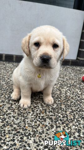 Labrador retrievers pure breed puppies