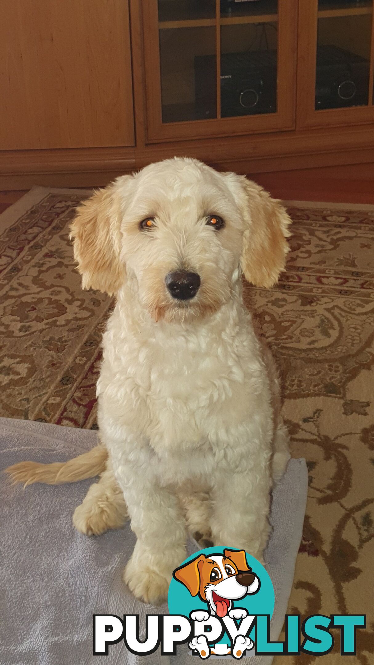 Maltese terrier/ Miniature poodle (Maltipoo)