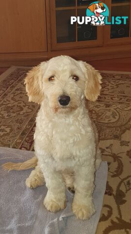 Maltese terrier/ Miniature poodle (Maltipoo)