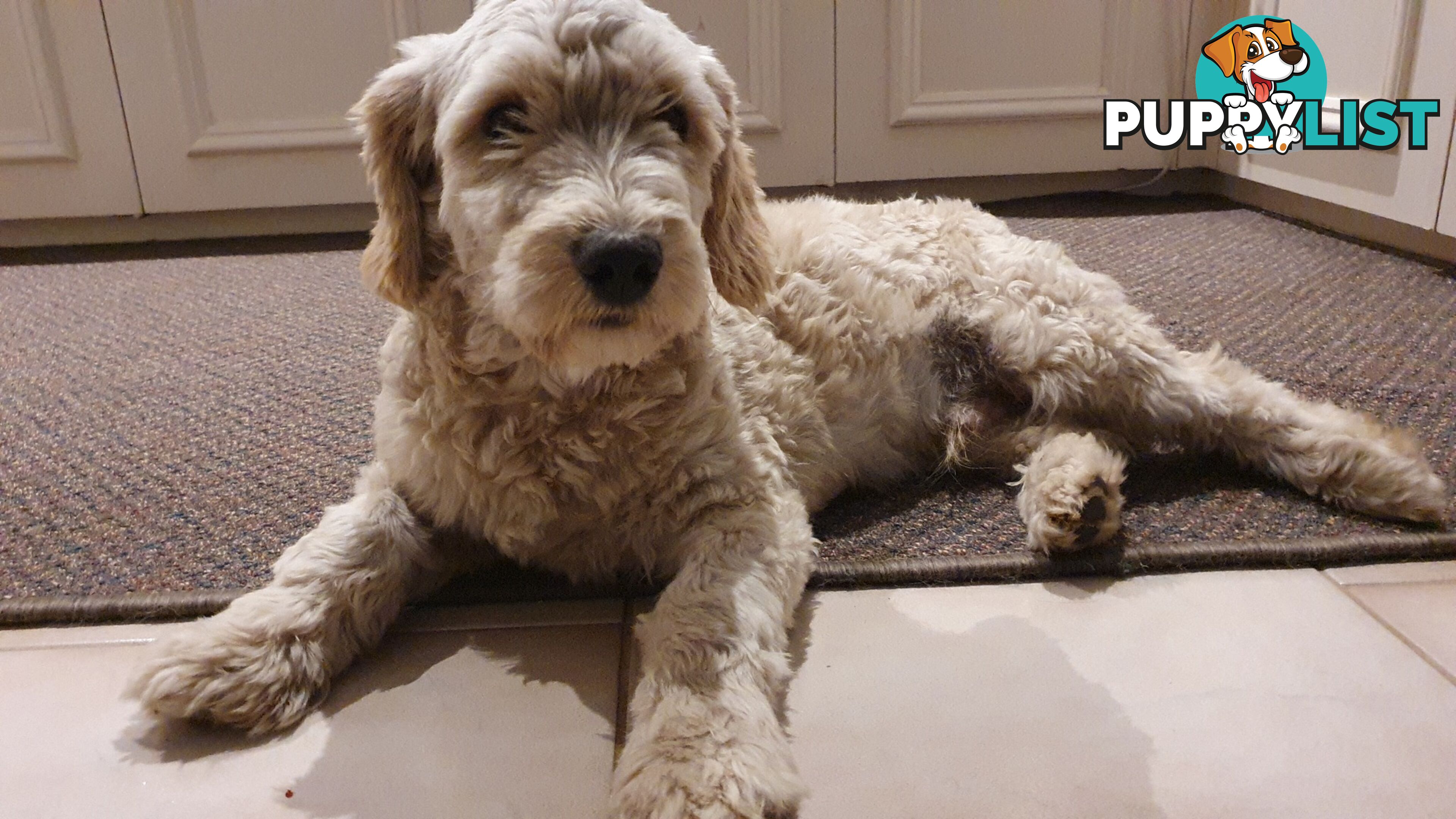 Maltese terrier/ Miniature poodle (Maltipoo)