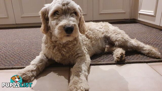 Maltese terrier/ Miniature poodle (Maltipoo)